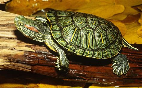 巴西龜可以吃高麗菜嗎